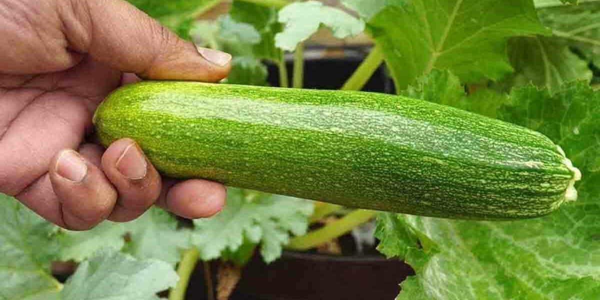 Bauen Sie keine Zucchini neben diesen Pflanzen an! Das ist der Fehler, der oft gemacht wird