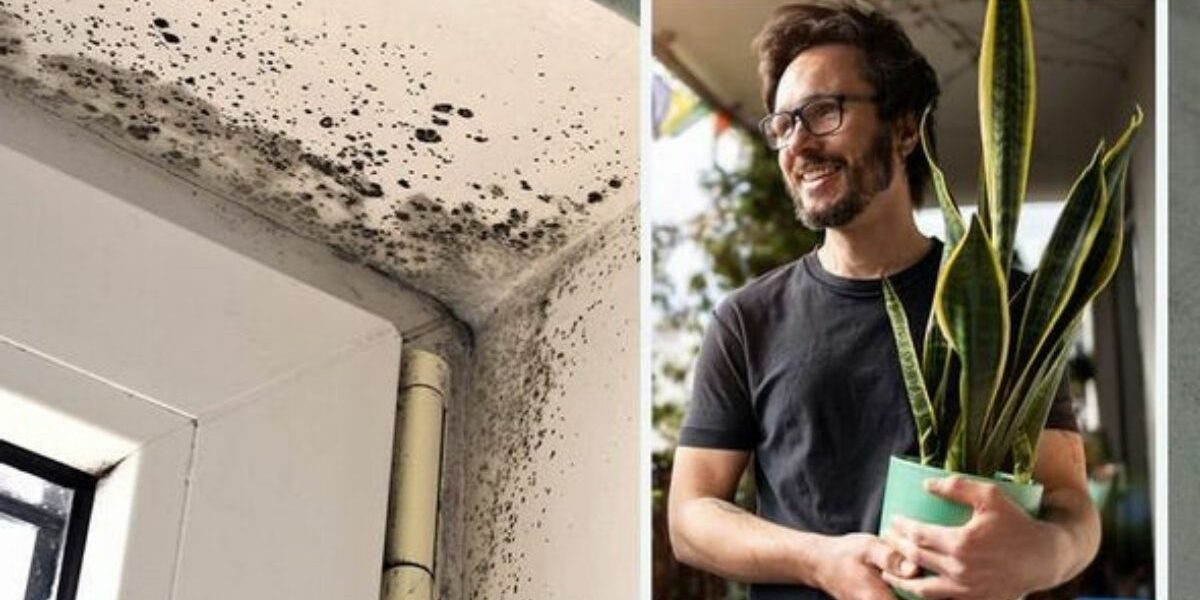 Befreien Sie sich mit diesen Zimmerpflanzen von Schimmel und Kondenswasser