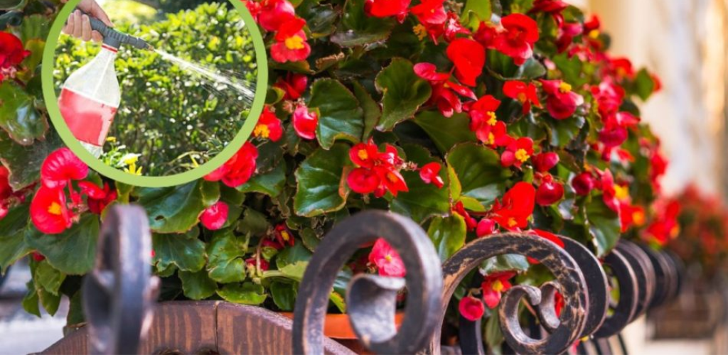 Begonie: Der Trick, sie zum richtigen Zeitpunkt zu gießen, damit sie spektakulär blüht!