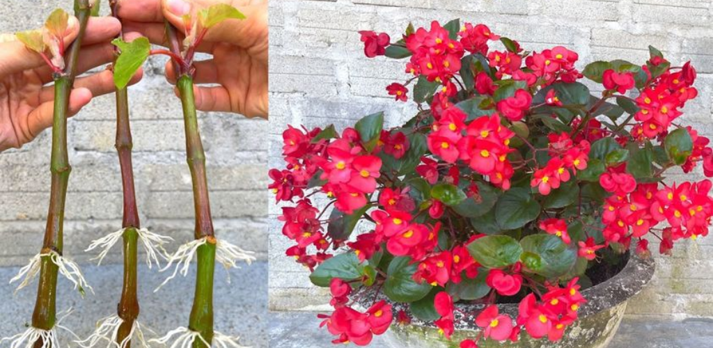Begonien, wie man Zweige mit 1 Banane unendlich vermehrt: sofort vermehren