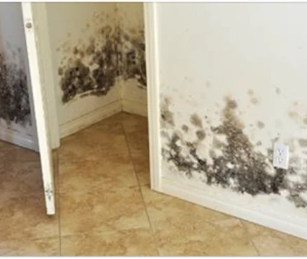 Bekämpfung von Schimmel: Eine natürliche Lösung für ein gesünderes Zuhause