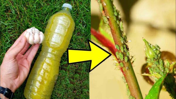 Bereiten Sie dieses hausgemachte Insektizid zu: Für 2 € können Sie Parasiten aus Pflanzen entfernen