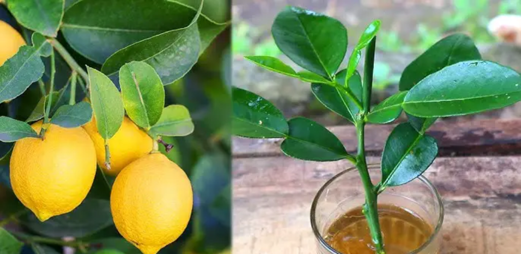 Beschleunigung des Zitronenwachstums: Ein Bauerntrick, um Zitronenstecklinge in nur 30 Tagen zu kultivieren 