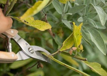Beschneiden Sie aromatische Pflanzen im Juli