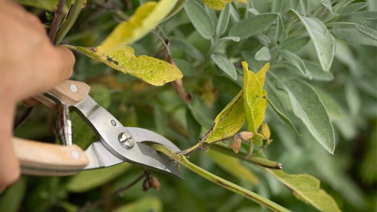 Beschneiden Sie aromatische Pflanzen im Juli