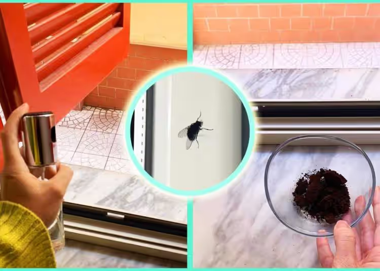 Beseitigen Sie Fliegen in Ihrem Haus mit einfachen und kostengünstigen Tipps!