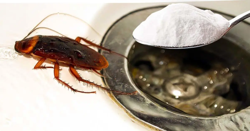 Beseitigen Sie Kakerlaken, die aus Abflüssen kommen: 1 Esslöffel dieser Zutat reicht aus