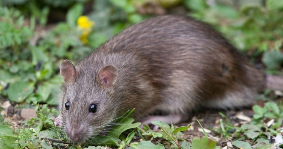Beseitigen Sie Mäuse aus Ihrem Garten: Wie werden Sie sie auf natürliche Weise los?