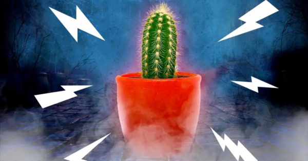 Besitzen Sie eine dieser 4 Pflanzen? Sie bringen Unglück und sind eine Quelle von Problemen