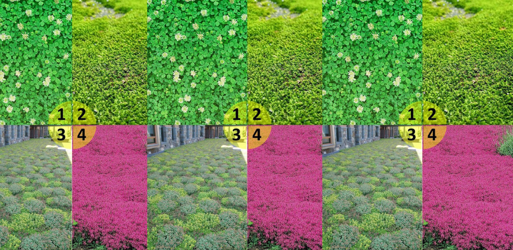 Besser als Gras: pflegeleichte, umweltfreundliche Rasenalternativen