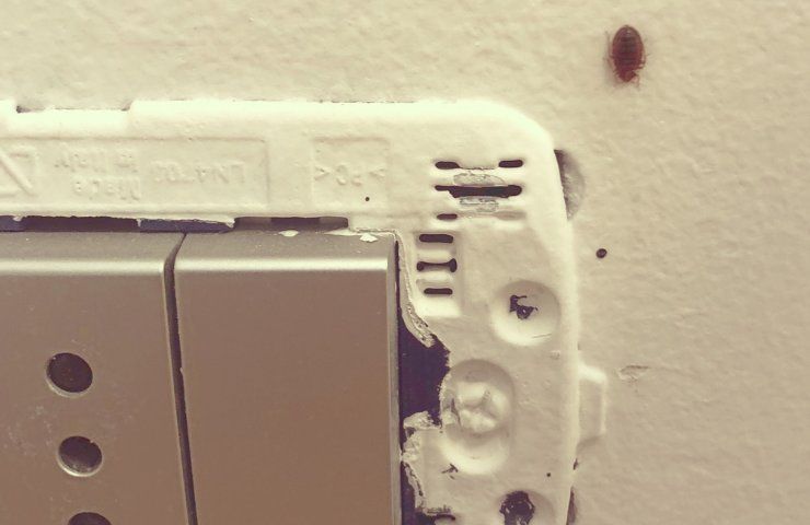 Bettwanzen befallen auch Italien, wie man sie beseitigt