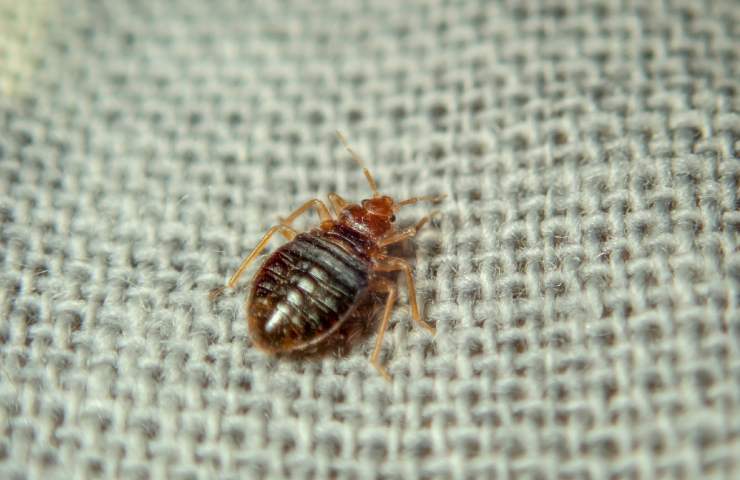 Bettwanzen befallen auch Italien, wie man sie beseitigt