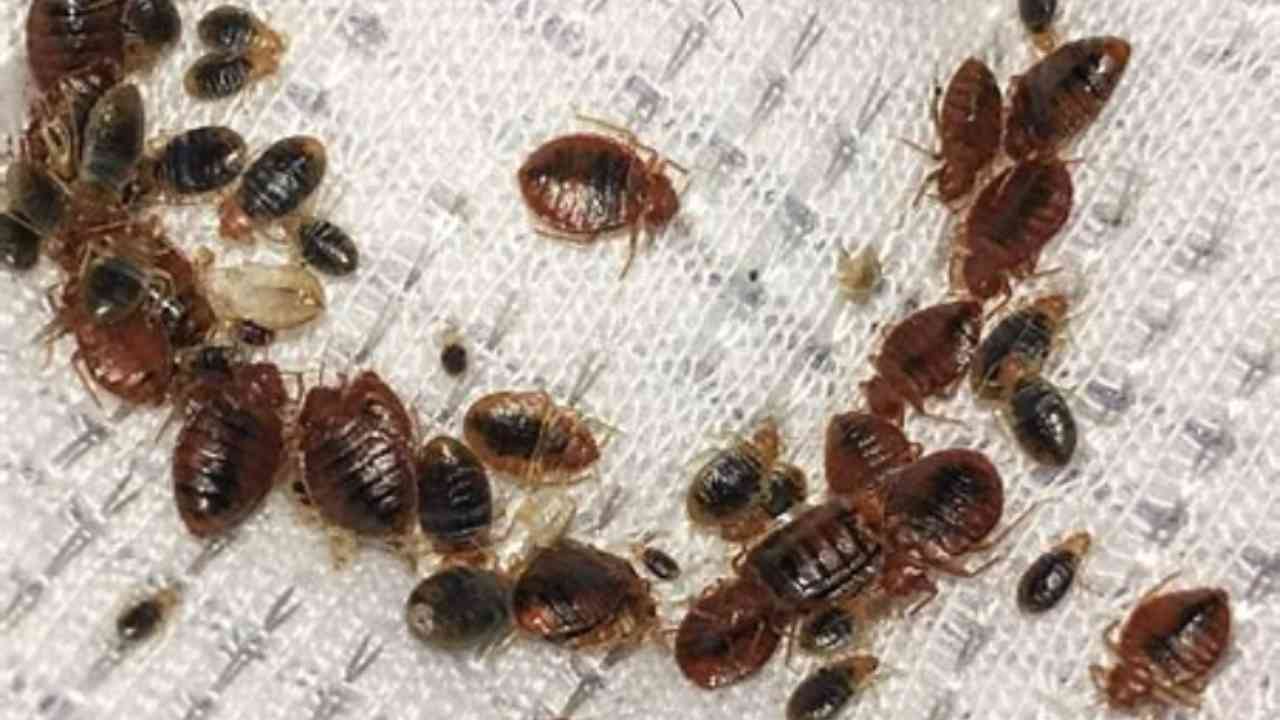 Vorsicht vor Bettwanzeninvasion, Paris weiß es