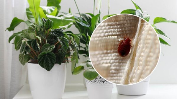 Bettwanzen im Haus, diese schöne Pflanze ist ein Wunder: Sie hält sie alle fern