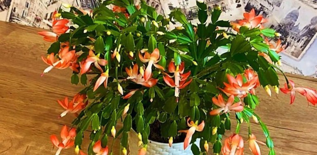 Blühte in 24 Stunden! Dank dieser Fütterung steht alles auf einmal in den Knospen, eine üppige Blüte ist garantiert.