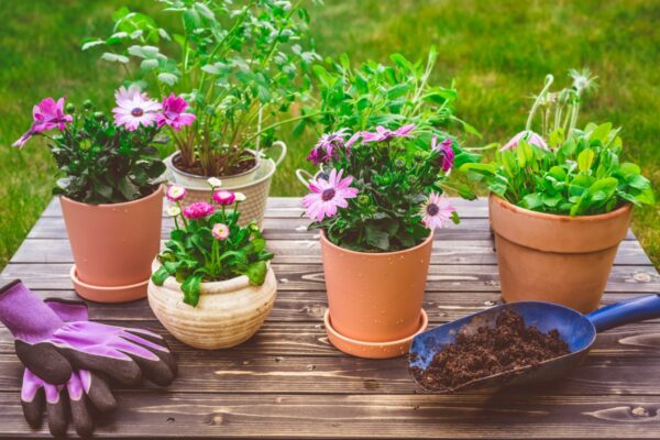 Blumen für den Anbau im September: die perfekten Blumen für Garten und Balkon