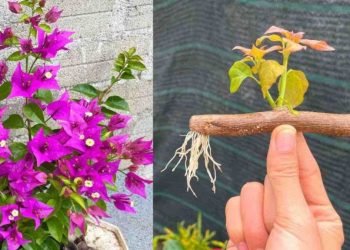 Bougainvillea vermehren: der einfache und narrensichere Tipp, den Gärtner lieben