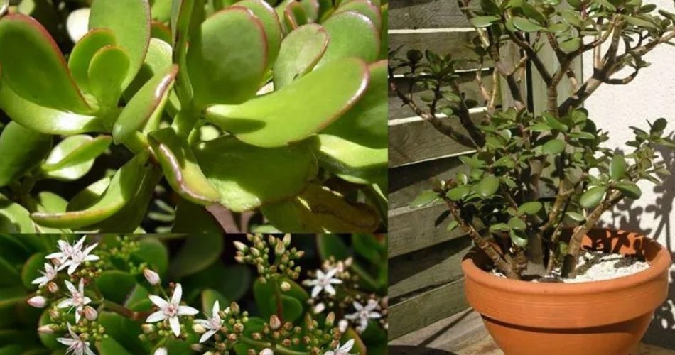 Bringen Sie den Geldbaum mit dieser supereinfachen Methode zum Blühen | Es zieht Wohlstand und Gelassenheit an