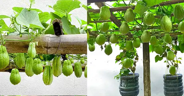 Chayote zu Hause in Behältern anbauen: Ein Leitfaden für frische und geschmackvolle Ernten