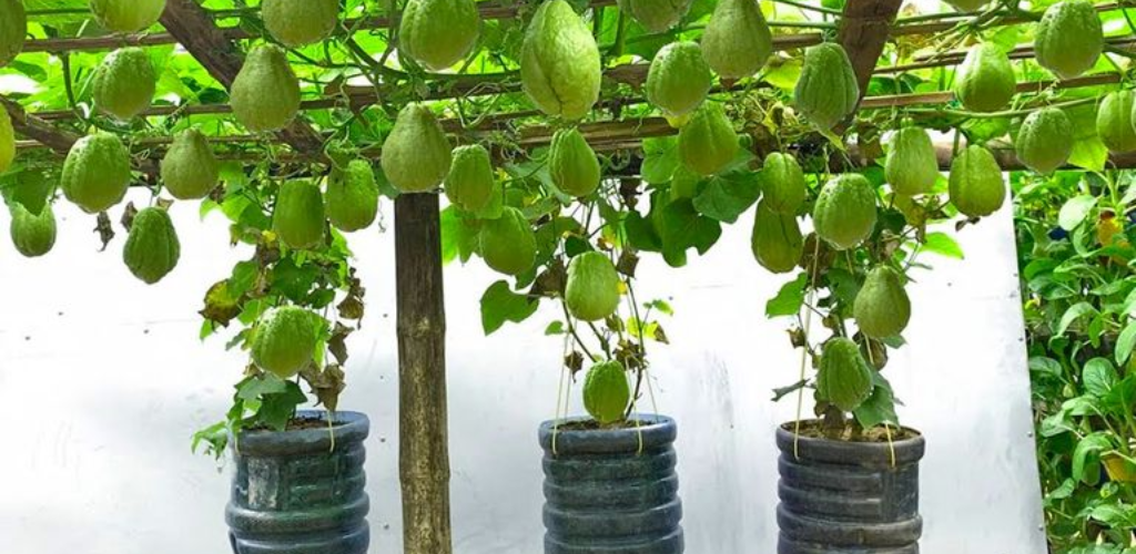 Chayote zu Hause in Behältern anbauen: Ein Leitfaden für frische und nachhaltige Köstlichkeiten