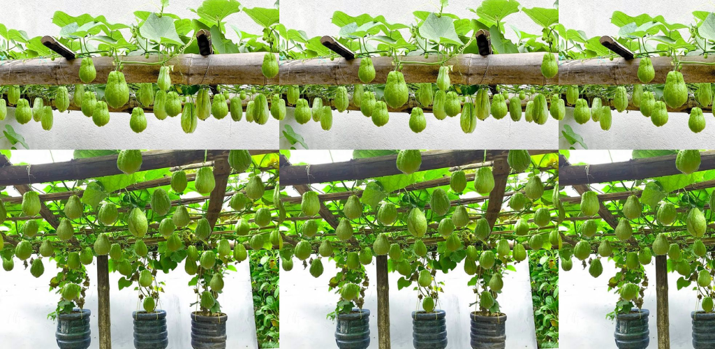 Chayote zu Hause in Behältern anbauen: Ein Leitfaden für frische und nachhaltige Köstlichkeiten