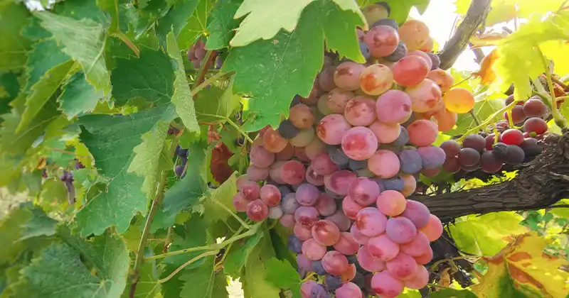 Come coltivare l'uva dai semi (in contenitori)