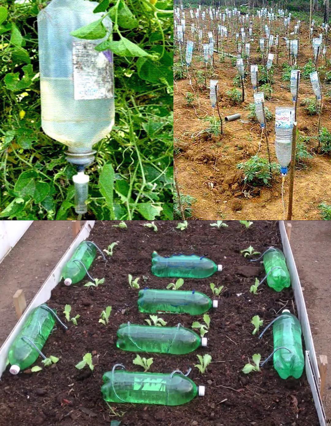 Come realizzare un sistema di irrigazione a goccia automatico e domestico