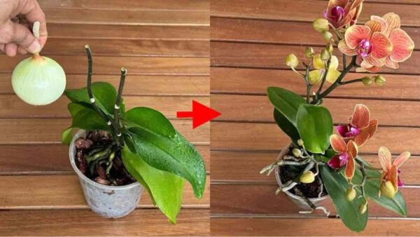 Danach blühen alle Ihre Orchideen ununterbrochen. Probier es aus.