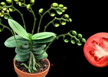 Das Geheimnis, damit Orchideen jedes Jahr gesund sind und blühen, ist folgendes: