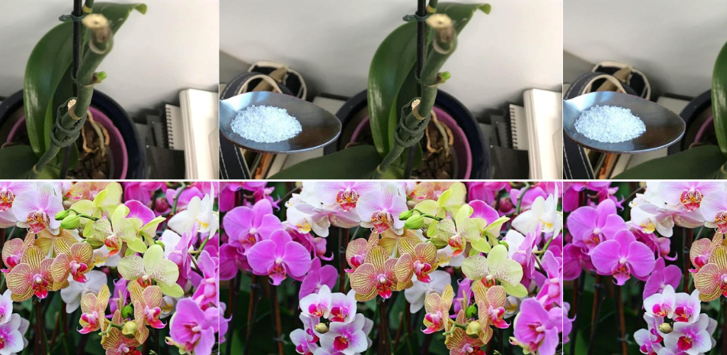 Das Geheimnis der Floristen für sehr blühende Orchideen