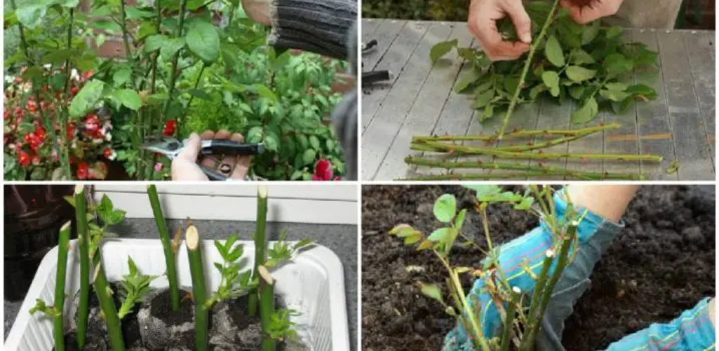 Das Geheimnis der Rosenvermehrung aus einem einzigen Zweig