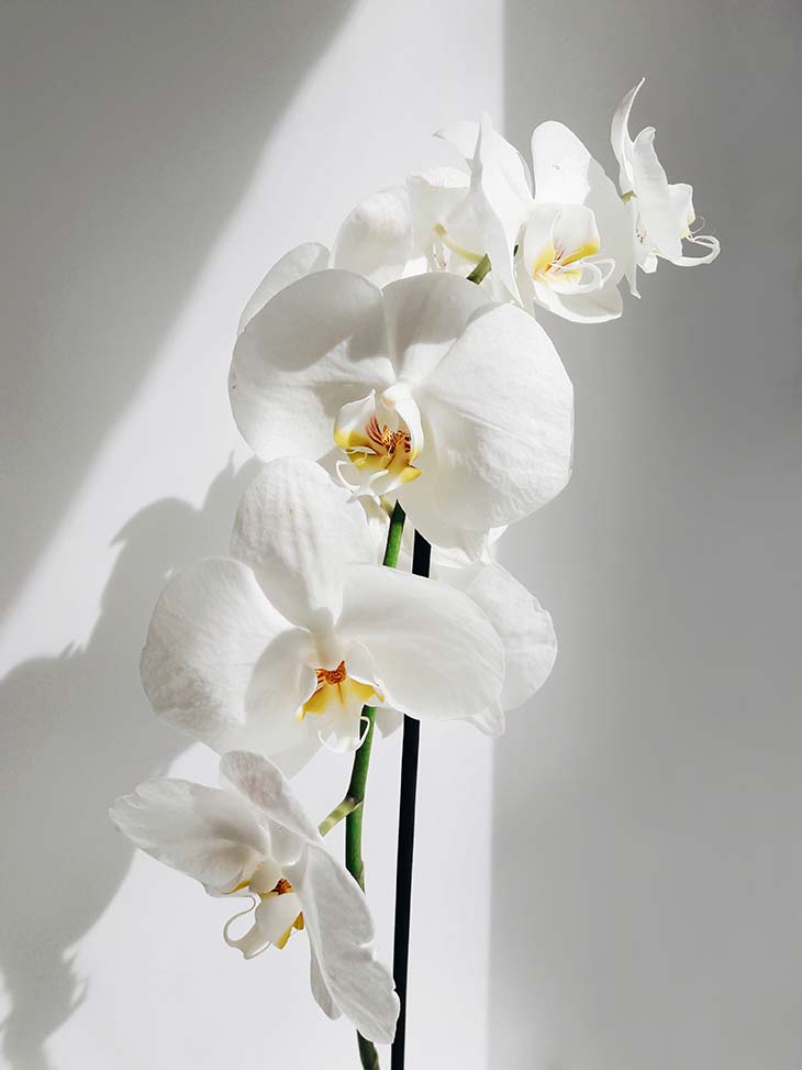 Das Geheimnis eines Gärtners für die Pflege und lange Aufbewahrung von Orchideen 2 Phalaenopsis-Orchidee