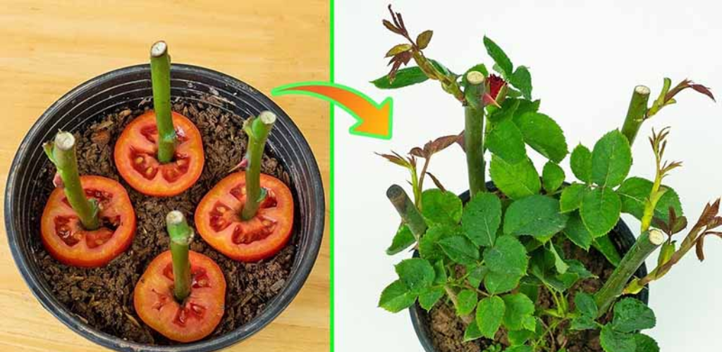 Das Geheimnis eines blühenden Rosenstrauchs: Wie bekommt man schöne, üppige Rosen?