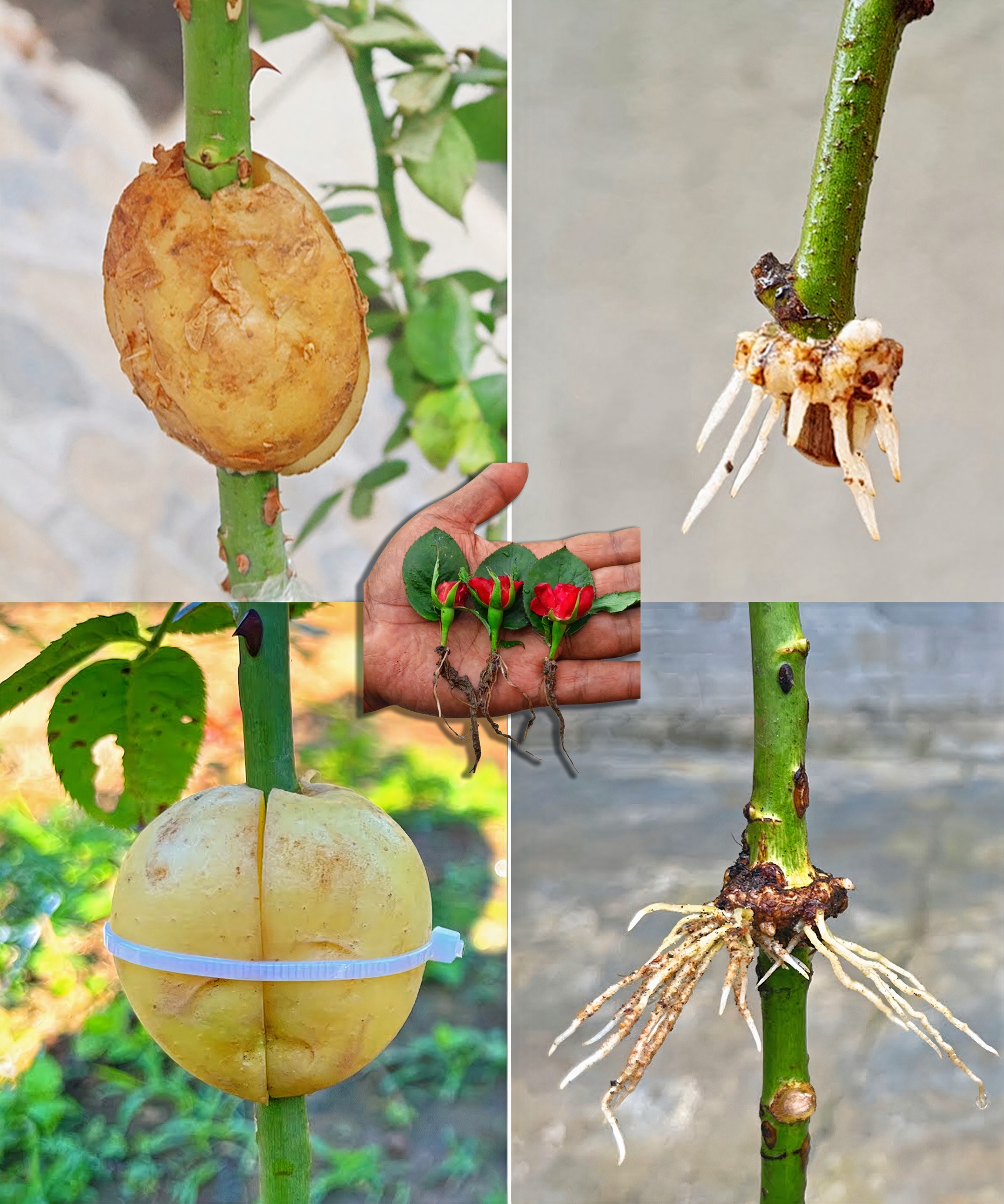 Das Pfropfen von Wassermelonenfrüchten mit Papayafrüchten erzielt erstaunliche Ergebnisse durch den Einsatz geheimer Techniken