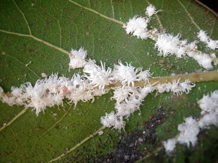 Das Übergießen von Pflanzen mit Essig ist die Lösung für das größte Gartenproblem Schuppeninsekten