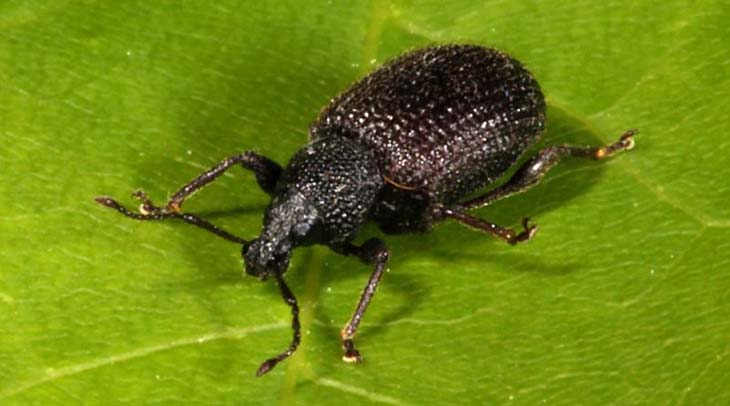 Das Übergießen von Pflanzen mit Essig ist die Lösung für das größte Gartenproblem Nr. 3 otiorrhinco