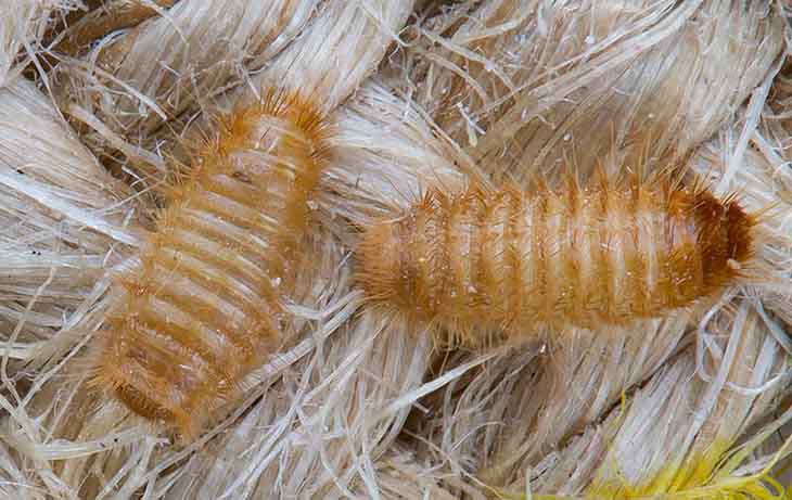 Essig auf Pflanzen zu gießen ist die Lösung für das größte Gartenproblem Nr. 4 Mücken