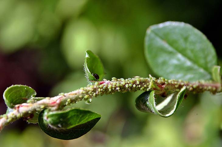 Essig auf Pflanzen zu gießen ist die Lösung für das größte Gartenproblem Nr. 6 Blattläuse