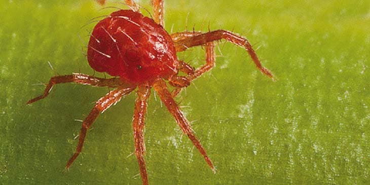 Essig auf Pflanzen zu gießen ist die Lösung für das größte Gartenproblem 2 rote Spinnen