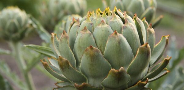 Dauergemüse: Einmal anbauen und endlos ernten!