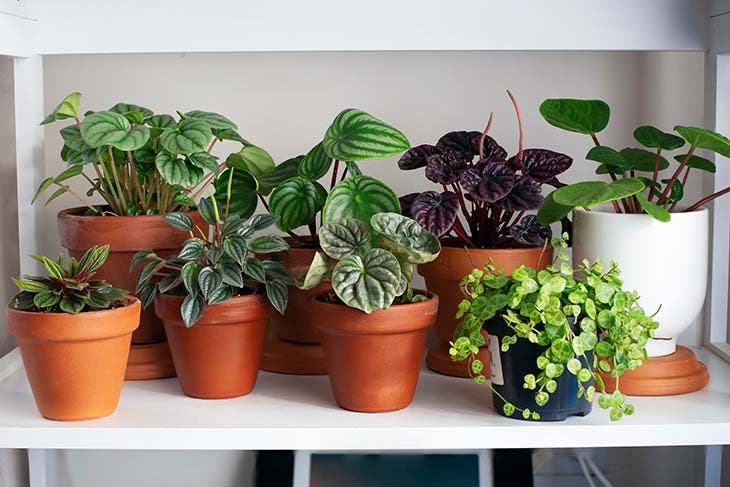 Zimmerpflanzen