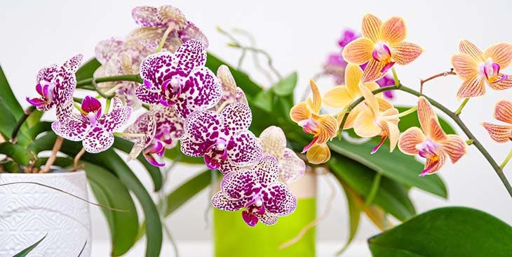 Orchideenpflanze
