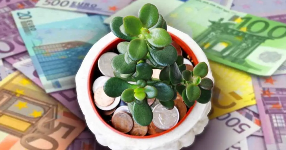 Der Geldbaum: Wo soll er im Haus platziert werden, um Glück anzulocken?