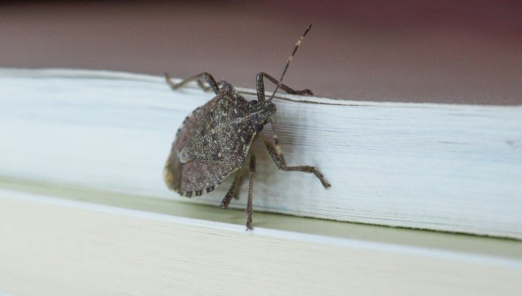 Bettwanzen in der Küche