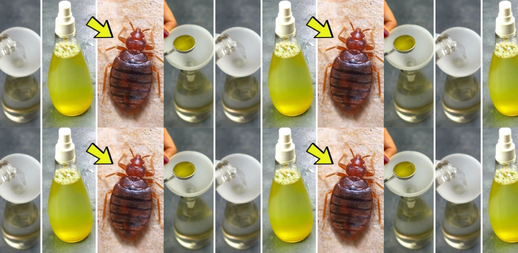 Der Hausfrauen-Tipp, um Bettwanzen dauerhaft aus dem Haus zu entfernen