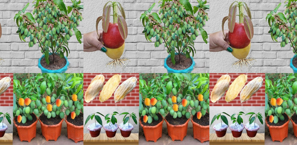 Der Mangoanbau zu Hause ist ganz einfach: Entdecken Sie mit uns die schnelle Methode!