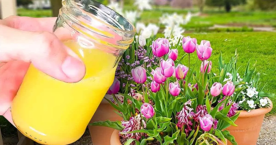 Der Trick eines Floristen, um Tulpen länger haltbar zu machen: Geben Sie diese Zutat in die Vase