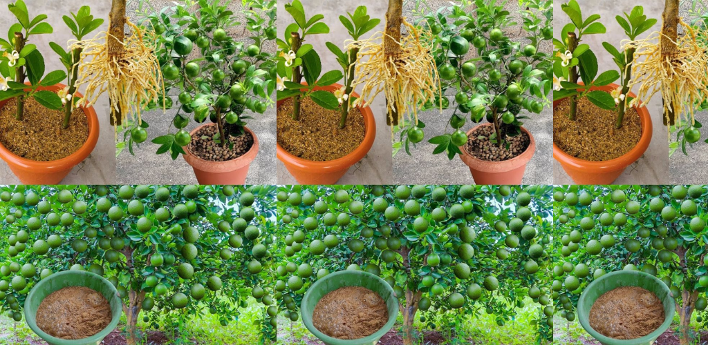 Der Trick, um Avocados zu Hause anzubauen und sie nie wieder kaufen zu müssen