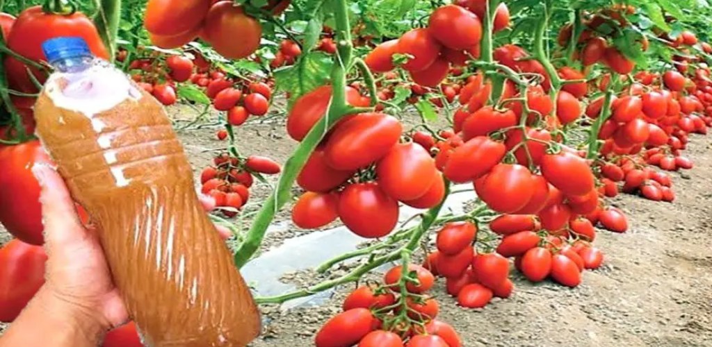 Der Trick, um Ihre Pflanzen schneller wachsen zu lassen