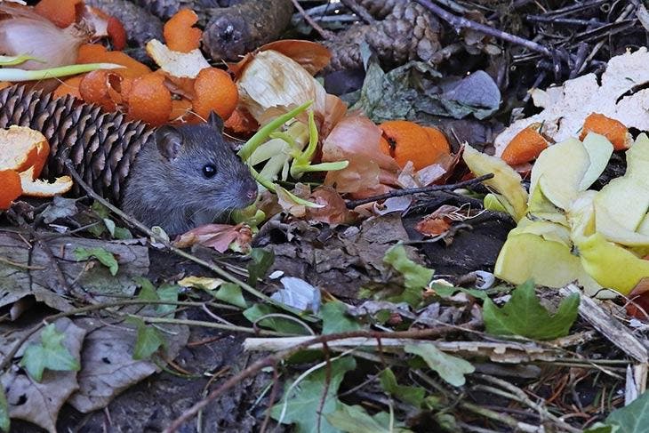 Der Trick, um Ratten im Garten loszuwerden: Dieser natürliche Trick lässt sie fliehen 2 Ratte in einem Komposthaufen